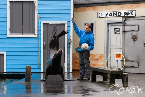 Dolfinarium Harderwijk | foto 6