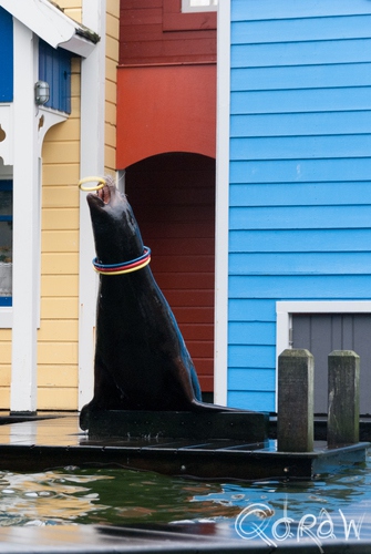 Dolfinarium Harderwijk | foto 7
