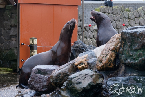 Dolfinarium Harderwijk | foto 10