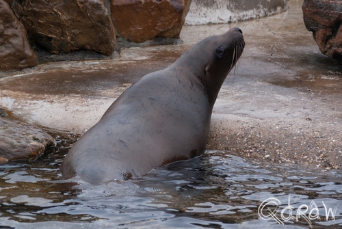 Dolfinarium Harderwijk | foto 11