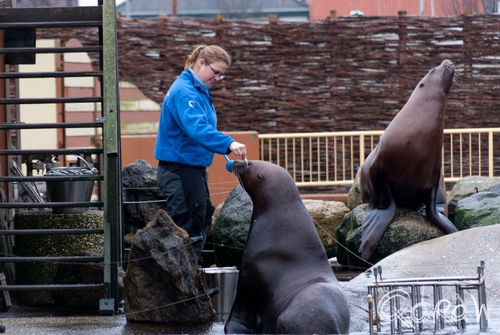 Dolfinarium Harderwijk | foto 12