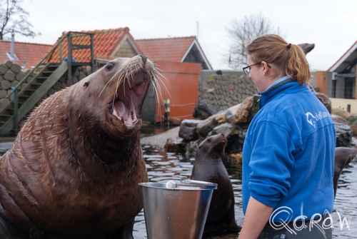 Dolfinarium Harderwijk | foto 13