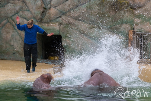 Dolfinarium Harderwijk | foto 14