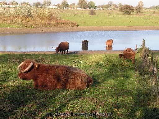 schotse hooglanders
