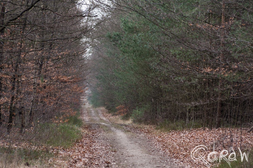 Gortelse bos en heide 2014 zandpad, weg, glooiend, veluwe, Gortelse Bos, Emst | foto 1