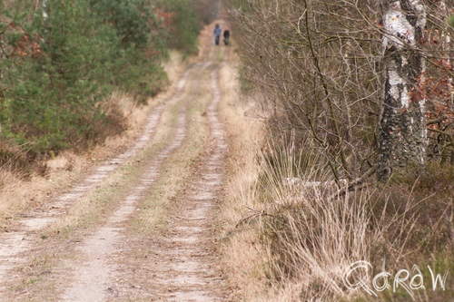 Gortelse bos en heide 2014 zandpad, wandelen, gras, pad, zand, cannenburgerweg | foto 3