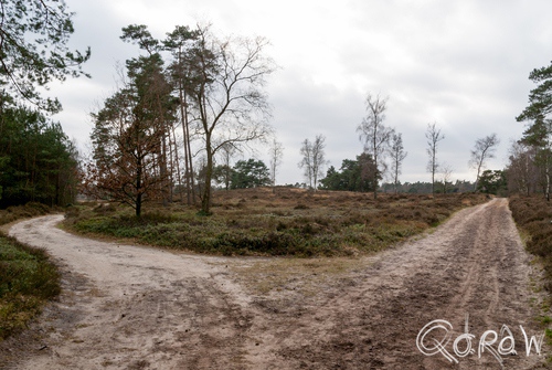 Gortelse bos en heide 2014 zandpad, wandelen, gras, pad, zand, twee splitsing, weg | foto 4