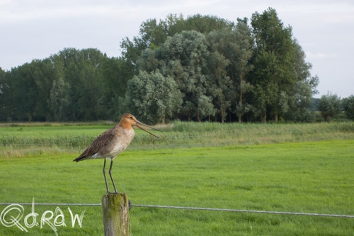 Grutto op de Wilpseklei (2013)