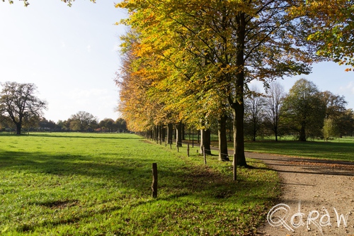 Herfst Twello (2014) ; bomen, Hackfort Veenhuis, Twello, laan | foto 2