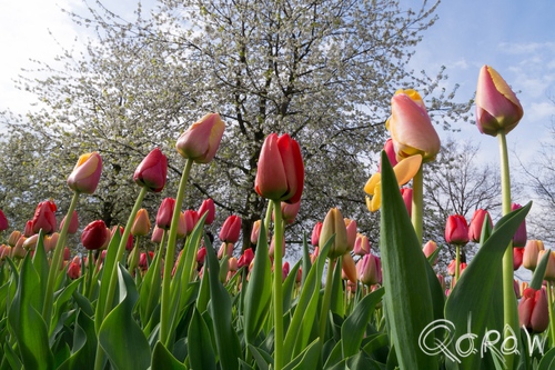 Keukenhof (2017) ; bloei, boom, Keukenhof, Lisse, Holland, Tulpen, Tulip | foto 2