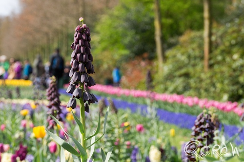 Keukenhof (2017) ; bloem, paars, Keukenhof, Lisse, Holland | foto 4