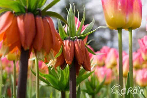 Keukenhof (2017) ; Tulp, oranje, Keukenhof, Lisse, Holland | foto 5