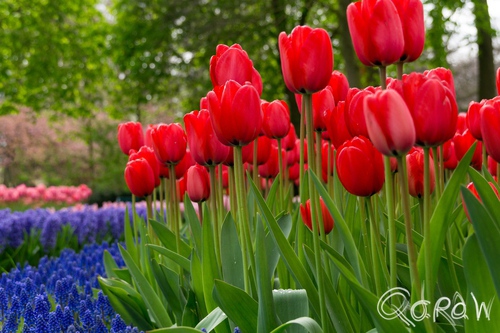 Keukenhof (2017) ; blauw, rood, Keukenhof, Lisse, Holland | foto 6