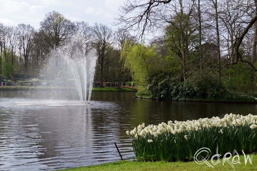 Keukenhof (2017) ; Narcissen, Narcis, fontein, water, Keukenhof, Lisse, Holland | foto 7