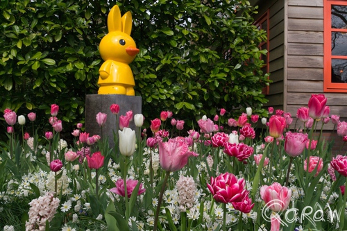 Keukenhof (2017) ; Nijntje, Keukenhof, Lisse, Holland, Tulpen, Tulip | foto 8