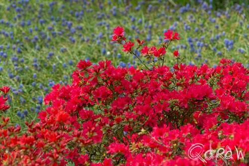 Keukenhof (2017) ; Rood, Blauw, Keukenhof, Lisse, Holland | foto 9