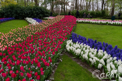 Keukenhof (2017) ; Rood, Wit, Oranje, Keukenhof, Lisse, Holland, Tulpen, Tulip | foto 10