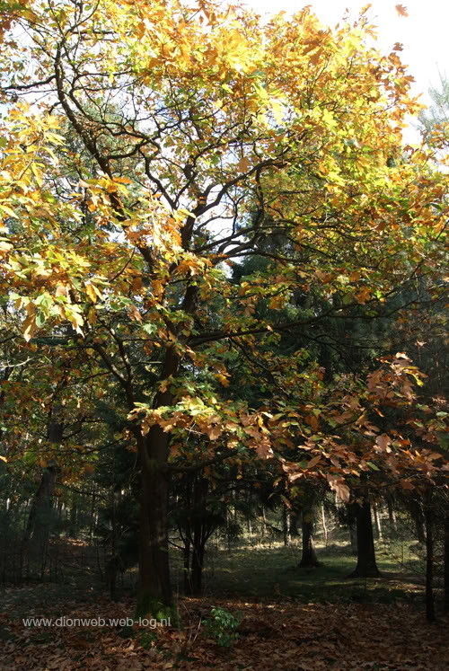 Kootwijk in de kleurrijke herfst