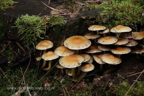 Kootwijk in de kleurrijke herfst