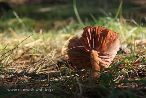Kootwijk in de kleurrijke herfst