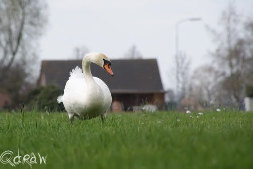 Het is Lente!, een zwaan!