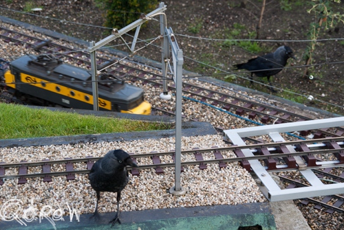 Madurodam (juli 2013); Madurodam, kraai, spoor, ns trein, nederlandse spoorwegen