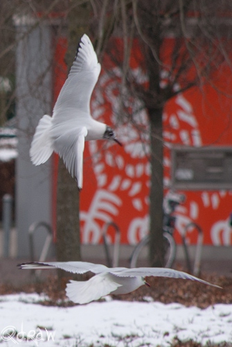 Meeuwen Ede (februari 2013)