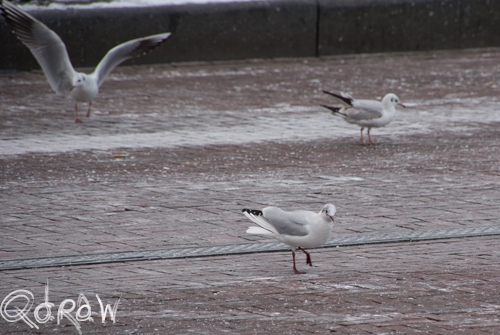 Meeuwen Ede (februari 2013)