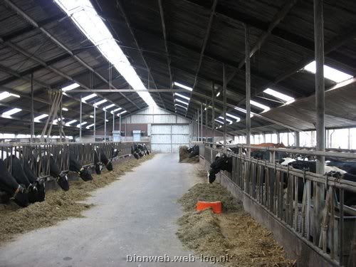 Melk moet, melkvree bedrijf, melkveebedrijf