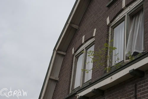 Boom uit raam, Nieuwbouw Twello (juni 2012)