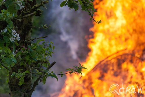 Paasvuur Emst 2014 appel, appelbloesem, appelboom, paasvuur, han, mensen, kijken | foto 4