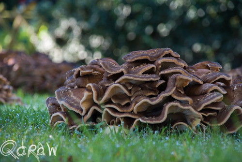 Paddenstoelen Twello Berg