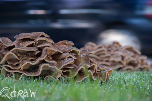 Paddenstoelen Twello auto