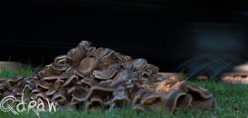 Paddenstoelen Twello auto