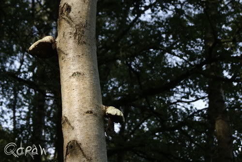 Paddenstoelen Kootwijk
