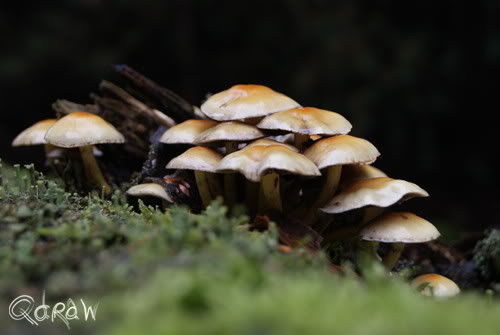 Paddenstoelen Kootwijk