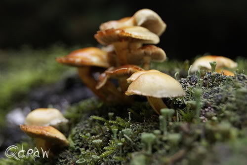 Paddenstoelen Kootwijk