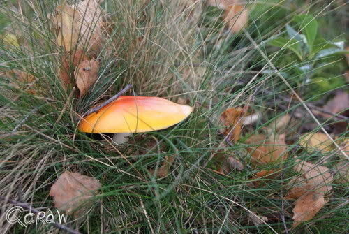 Paddenstoelen Kootwijk