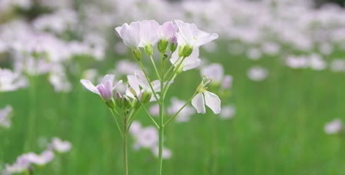 Pinksterbloemen met Pasen