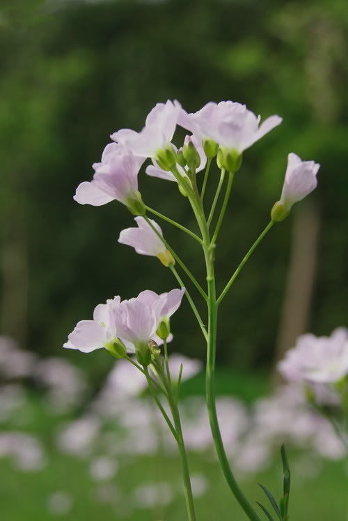 Pinksterbloemen met Pasen
