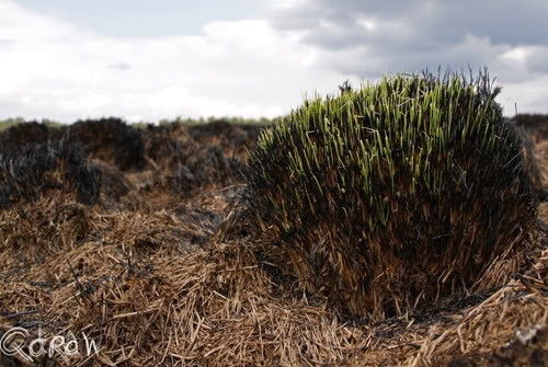 Radio Kootwijk (Hei&Kathedraal)