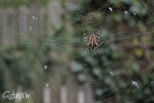 Spin macro