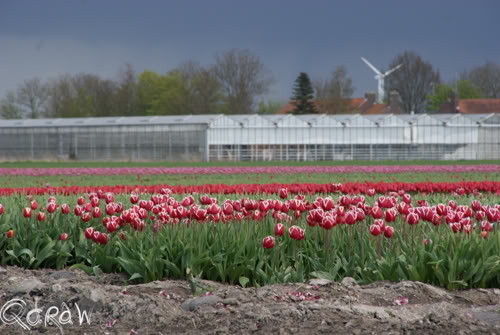 Tulpen Noordoostpolder