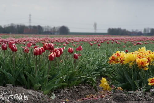Tulpen Noordoostpolder