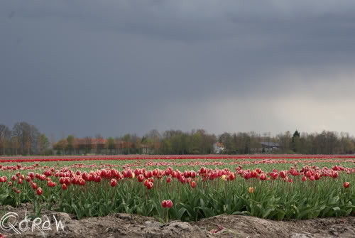 Tulpen Noordoostpolder