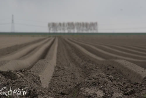 Tulpen Noordoostpolder