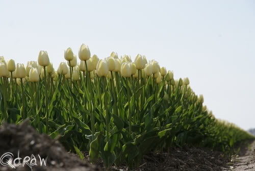 Tulpen Noordoostpolder