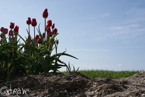 Tulpen Noordoostpolder