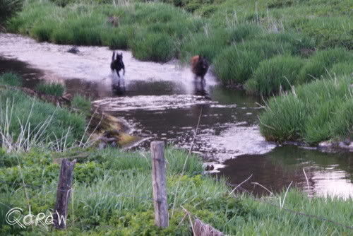 Vakantie 2011 Weywertz Belgie