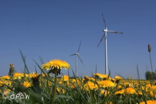 Vakantie 2011 Weywertz Belgie